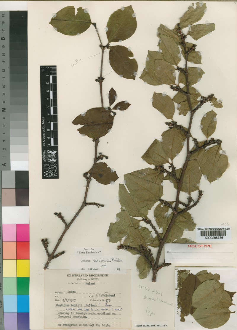 Afrocanthium salubenii photo 3
