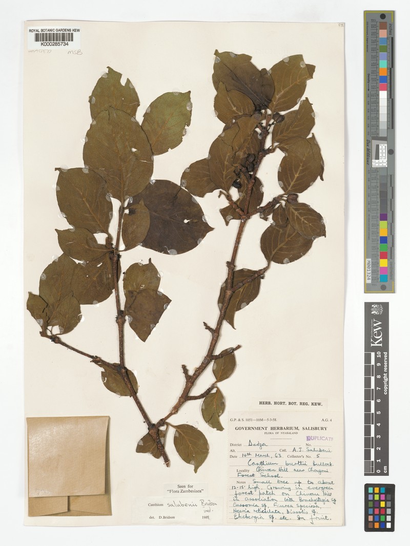 Afrocanthium salubenii photo 4