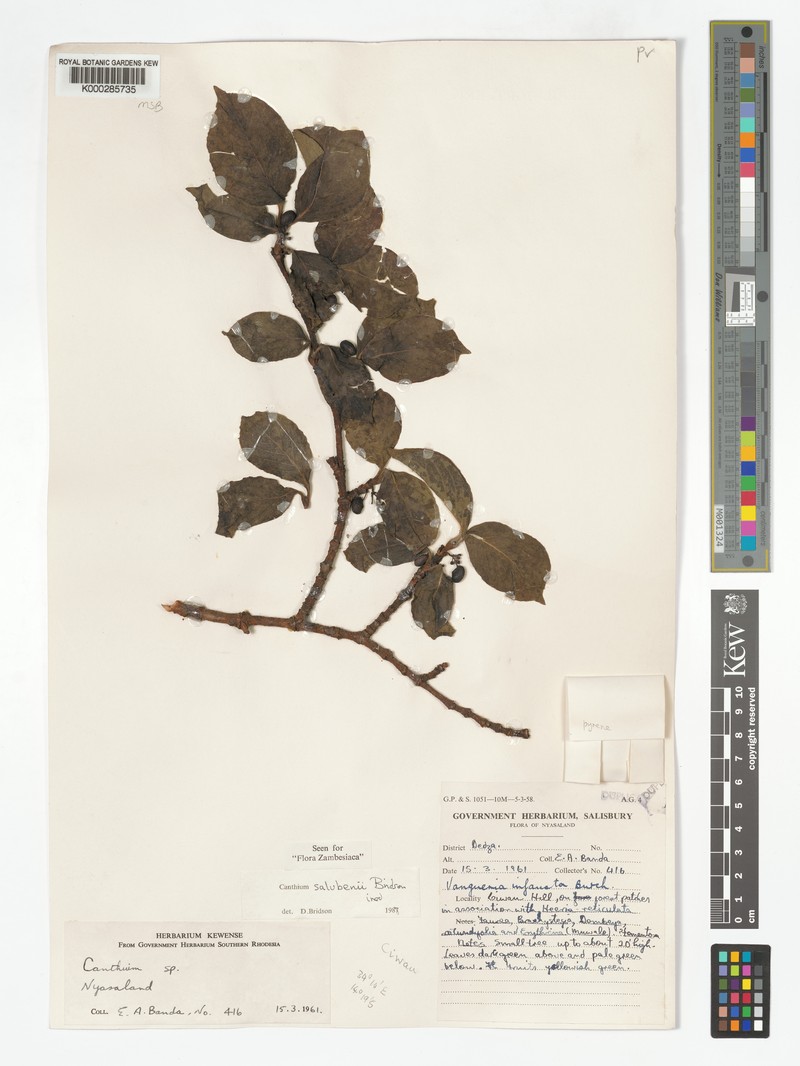 Afrocanthium salubenii photo 5