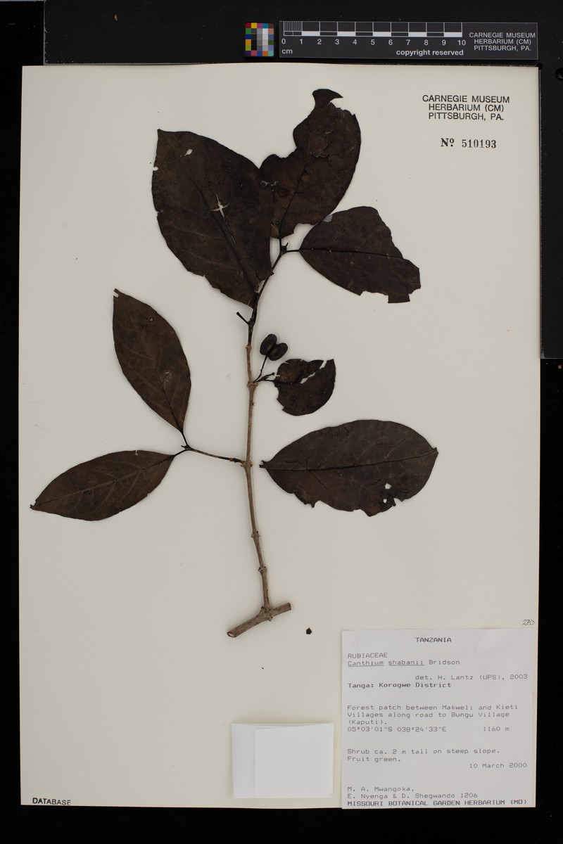 Afrocanthium shabanii