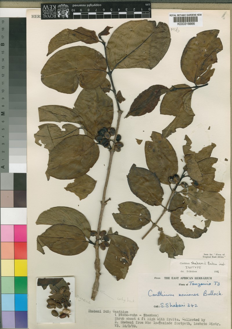 Afrocanthium shabanii photo 2