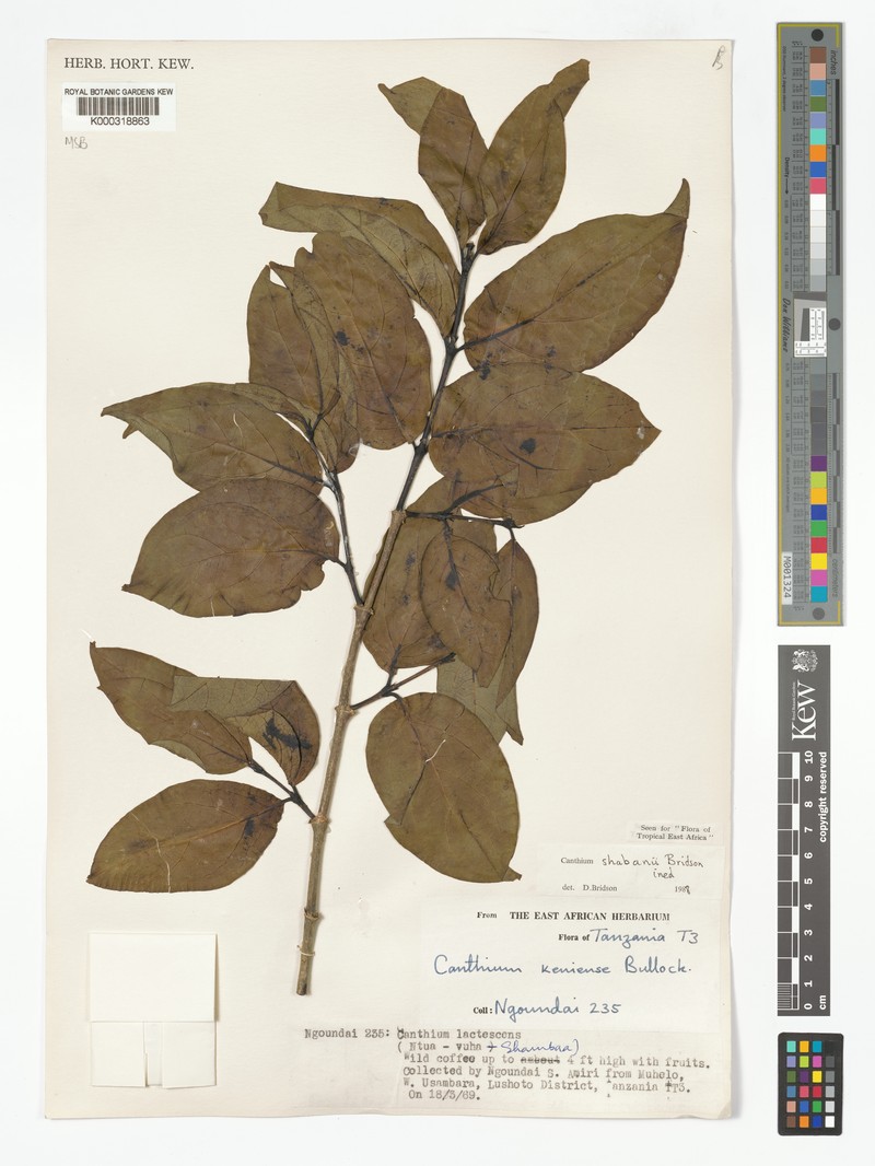 Afrocanthium shabanii photo 3