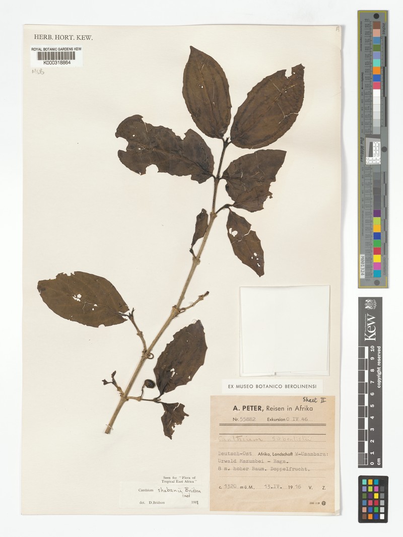 Afrocanthium shabanii photo 4