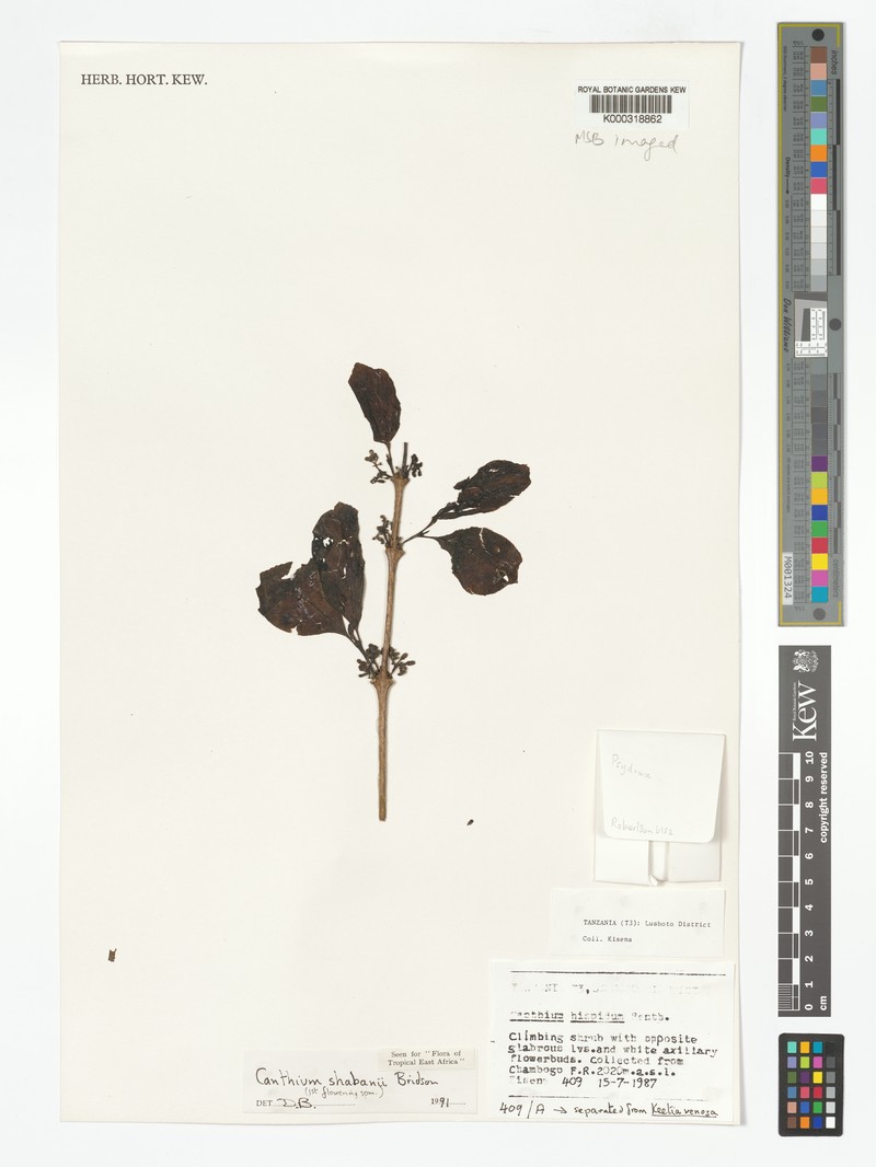 Afrocanthium shabanii photo 5