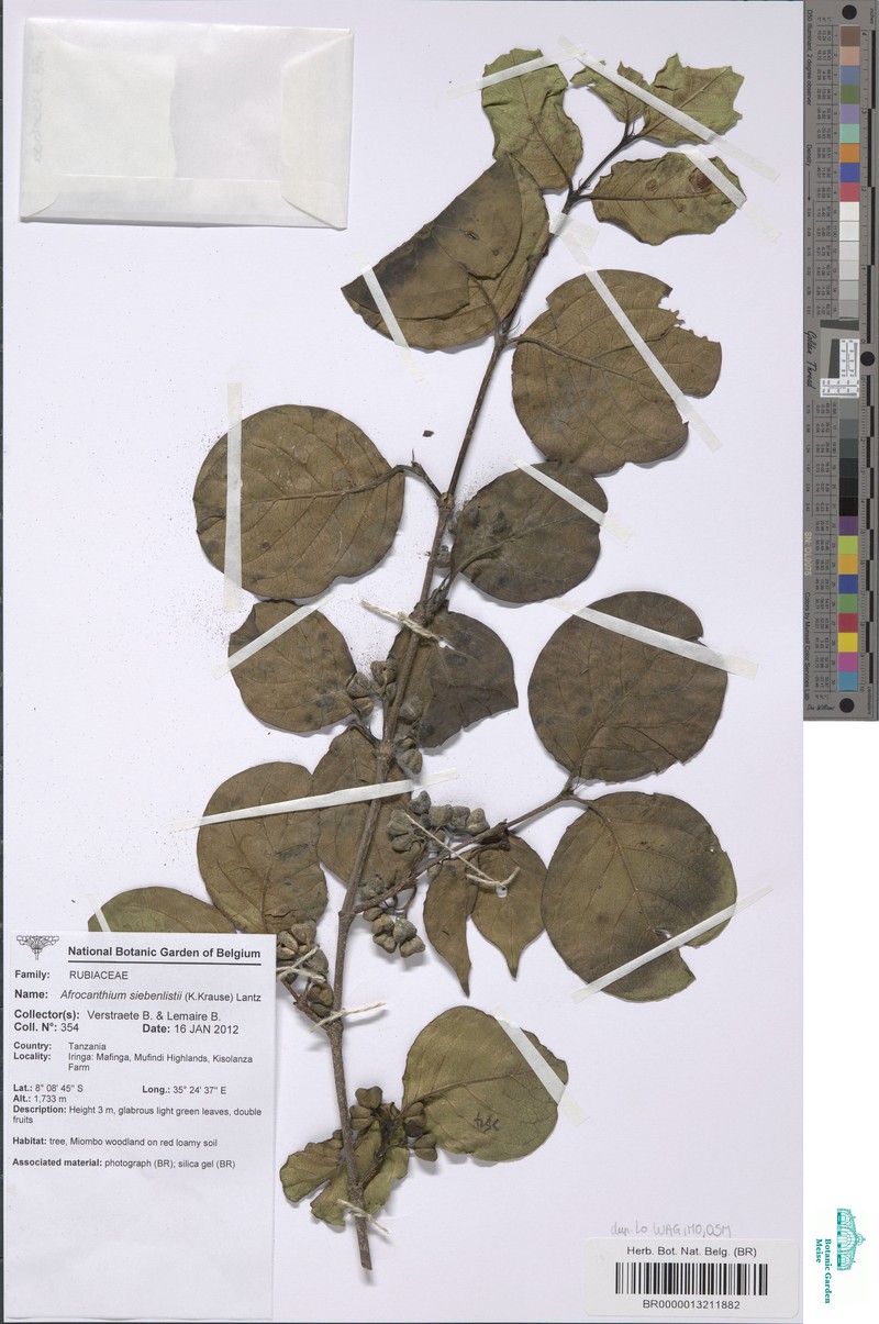 Afrocanthium siebenlistii