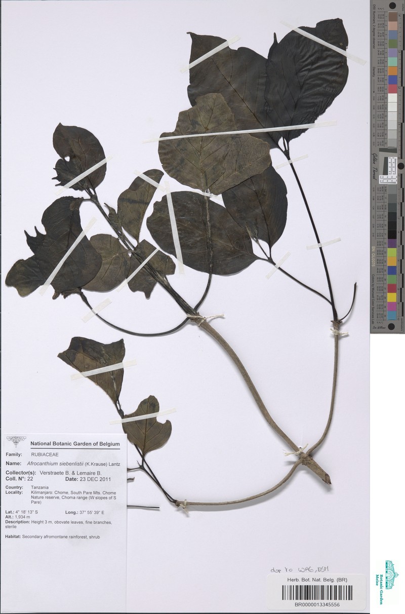 Afrocanthium siebenlistii photo 2