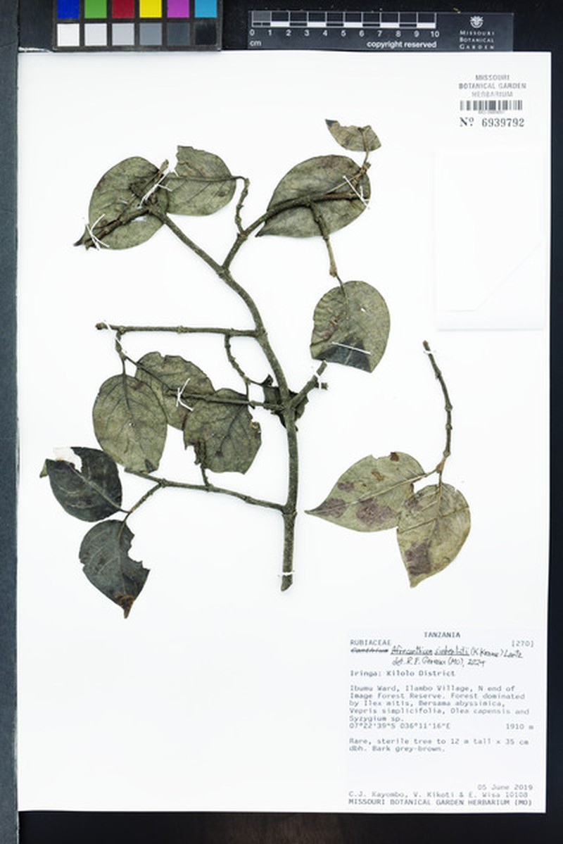 Afrocanthium siebenlistii photo 3