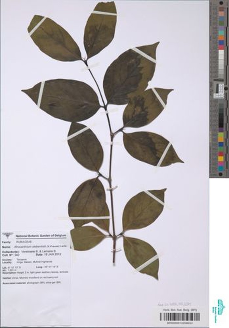 Afrocanthium siebenlistii photo 4