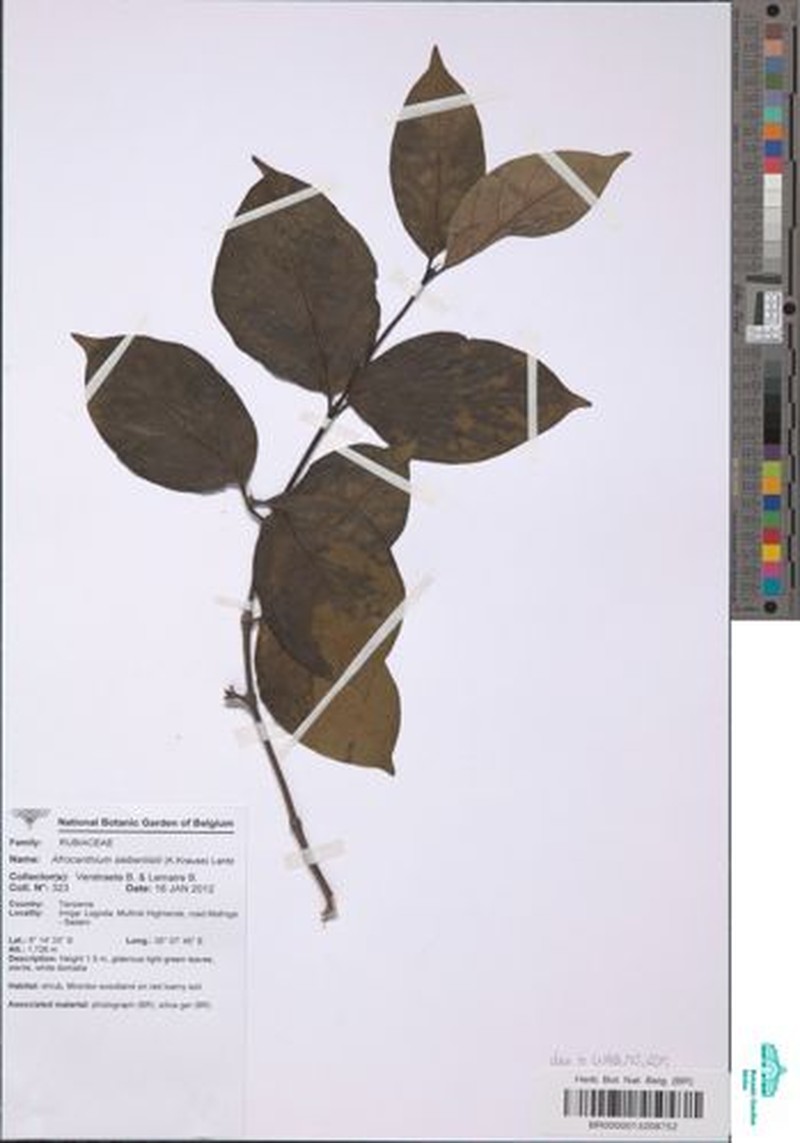 Afrocanthium siebenlistii photo 5