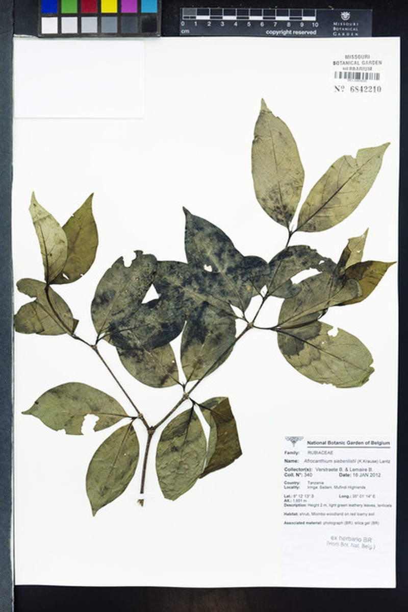 Afrocanthium siebenlistii photo 6