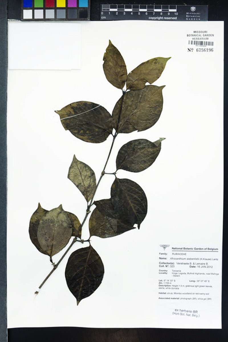 Afrocanthium siebenlistii photo 7