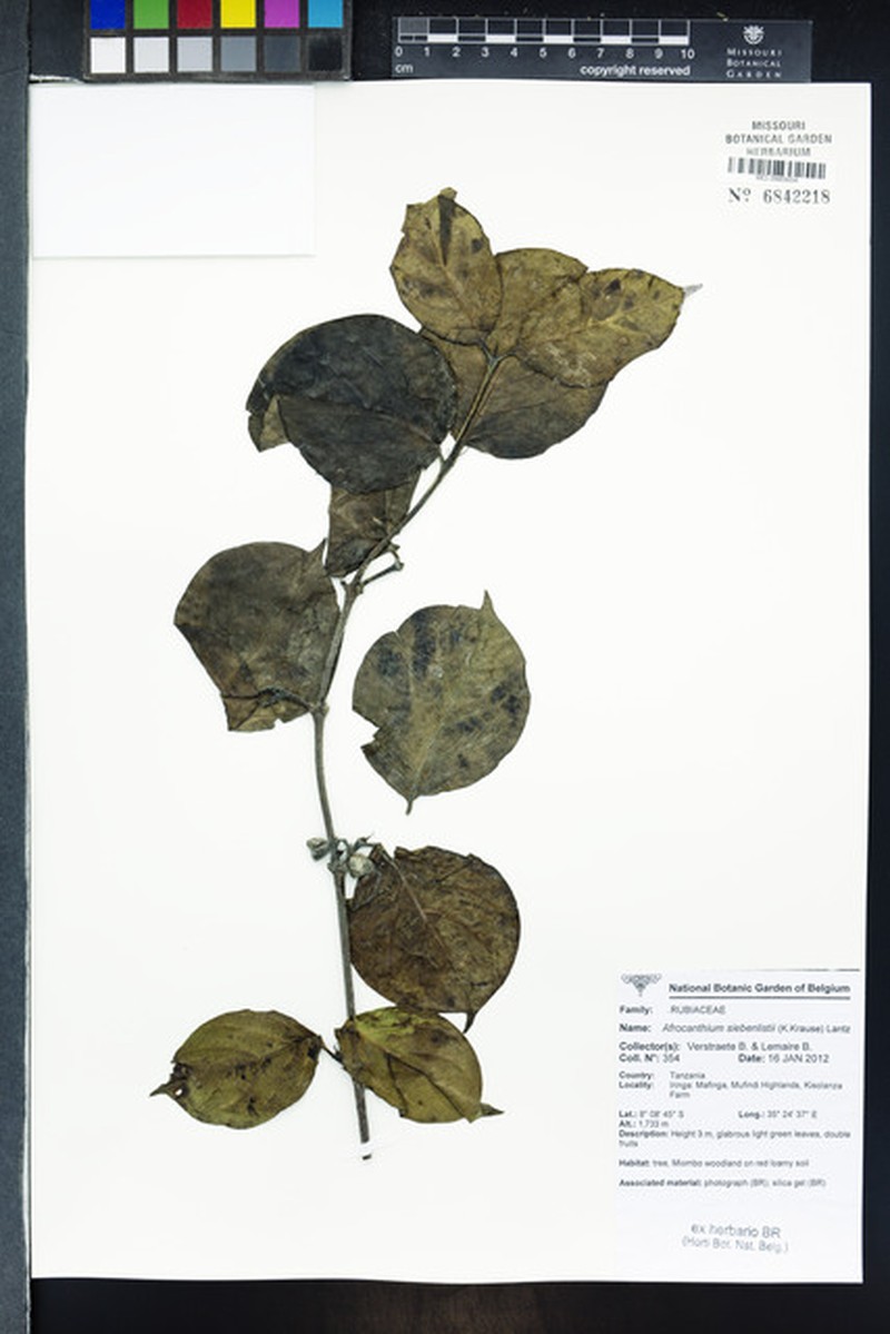 Afrocanthium siebenlistii photo 8