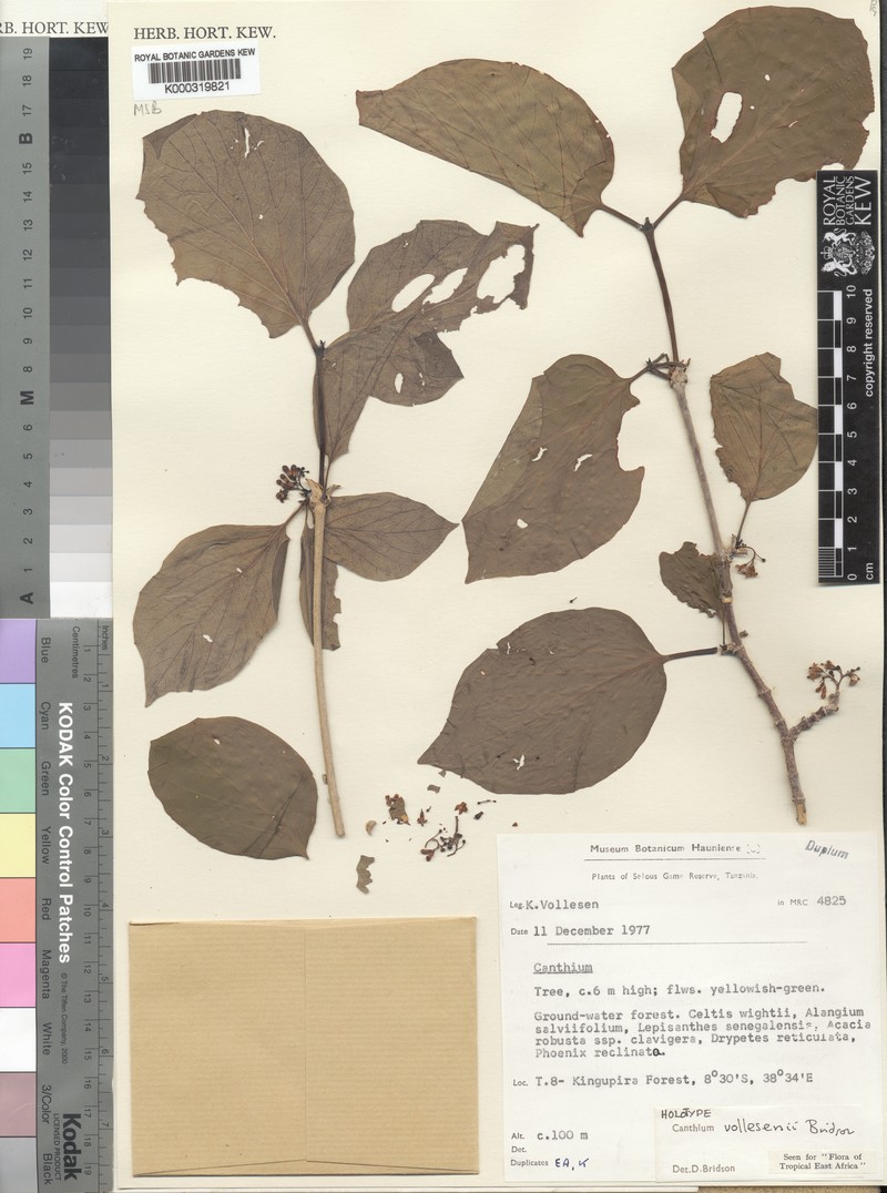 Afrocanthium vollesenii