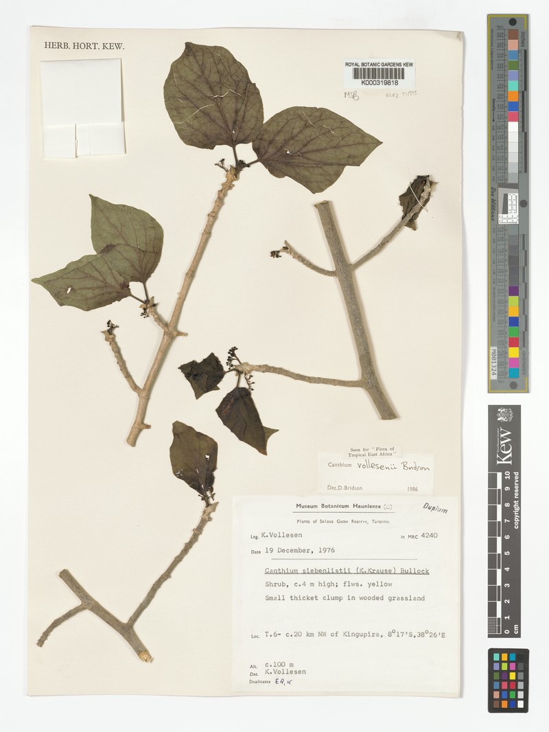 Afrocanthium vollesenii photo 2