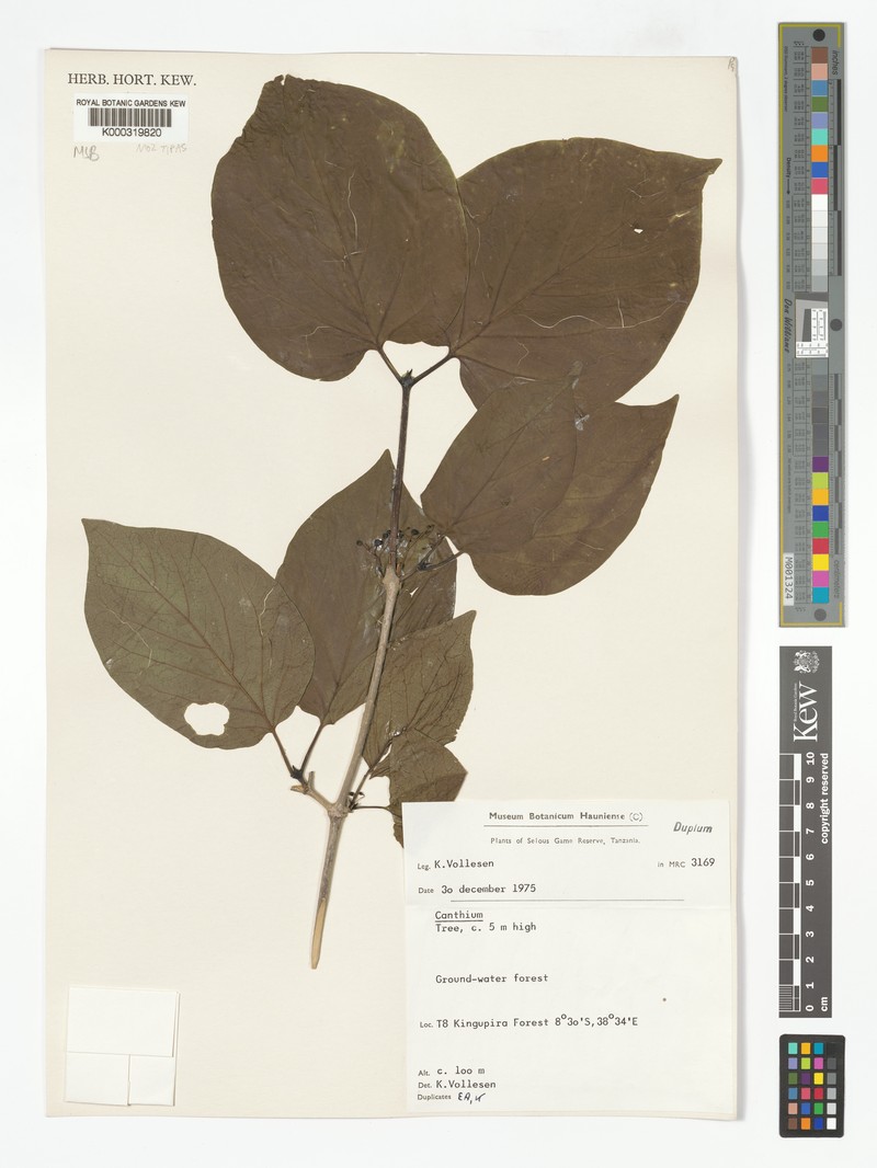 Afrocanthium vollesenii photo 3