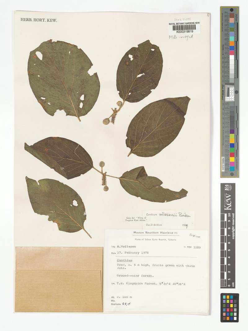 Afrocanthium vollesenii photo 4