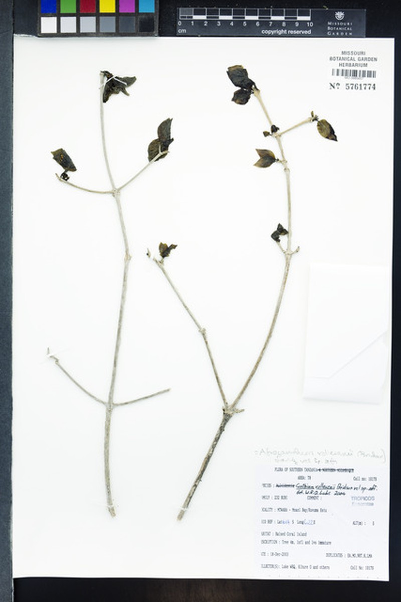 Afrocanthium vollesenii photo 5