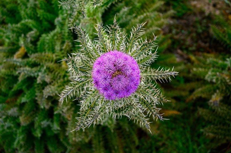 Afrocarduus keniensis