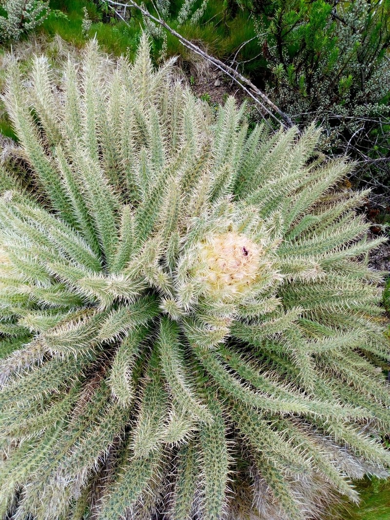 Afrocarduus keniensis photo 2