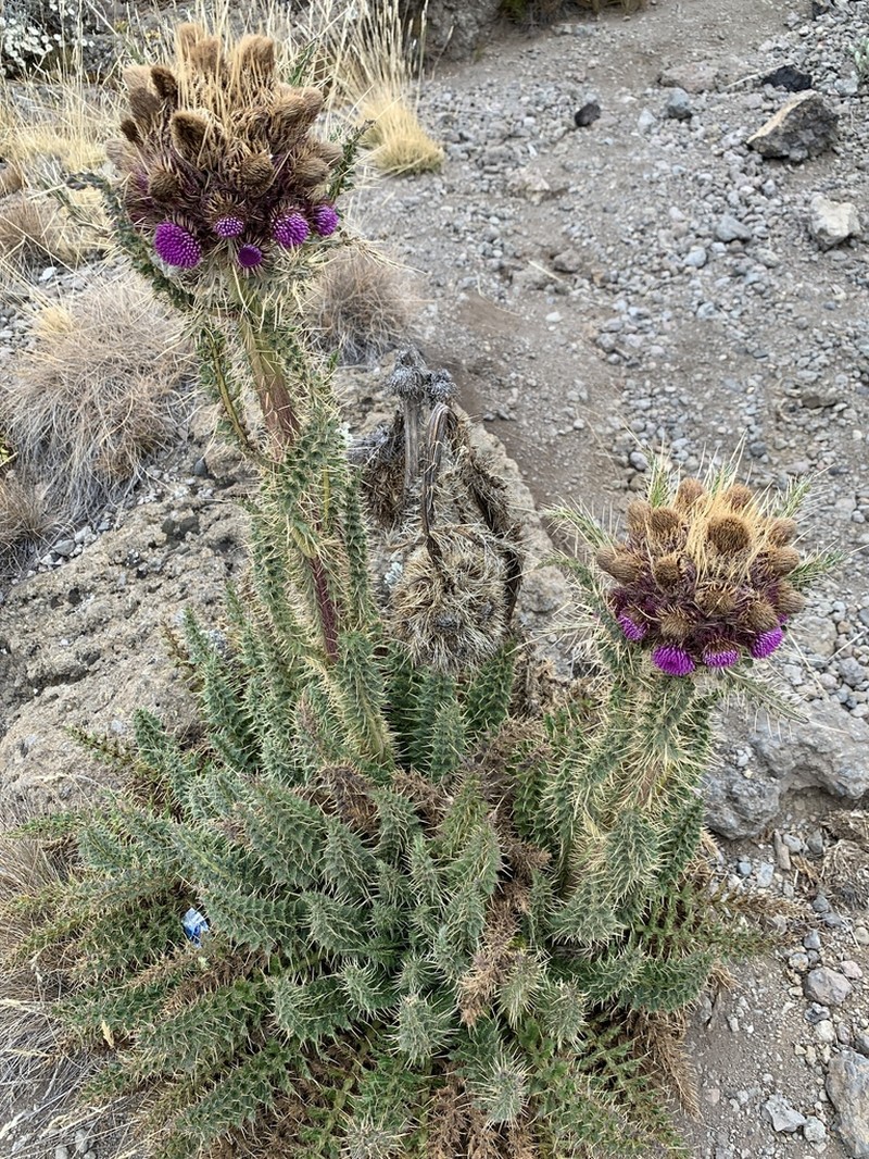 Afrocarduus keniensis photo 3