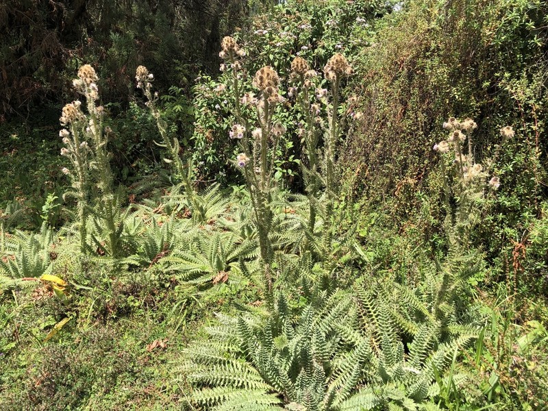 Afrocarduus keniensis photo 4