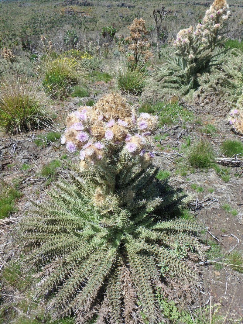 Afrocarduus keniensis photo 5