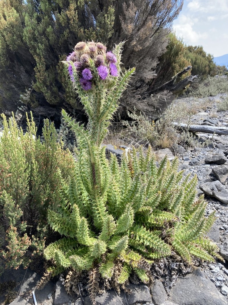 Afrocarduus keniensis photo 6