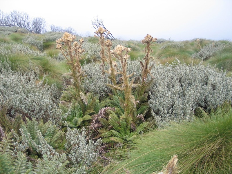 Afrocarduus keniensis photo 7