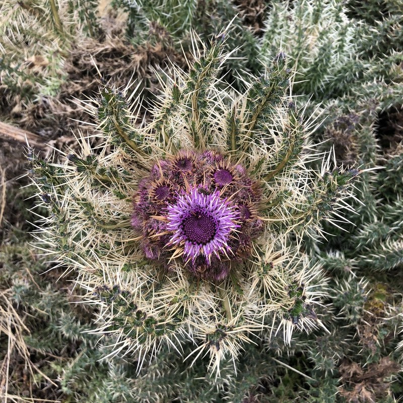 Afrocarduus keniensis photo 8