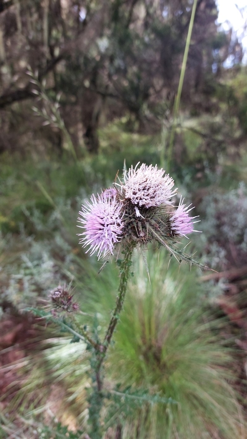 Afrocarduus kikuyorum