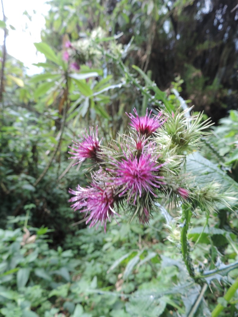 Afrocarduus leptacanthus