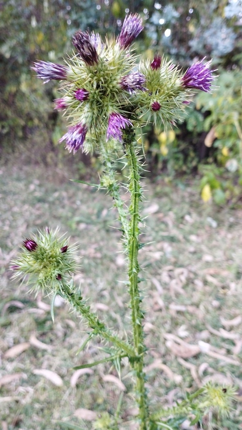 Afrocarduus leptacanthus photo 2