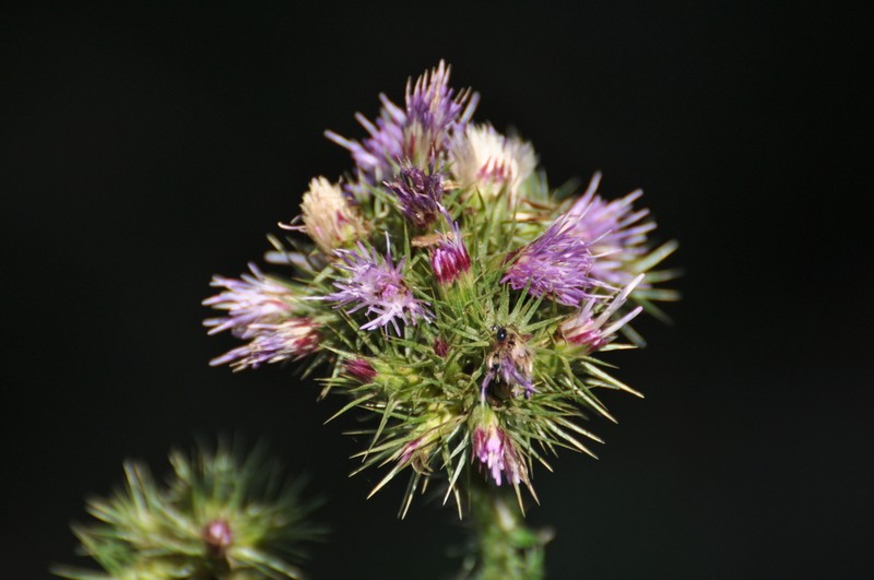 Afrocarduus leptacanthus photo 3