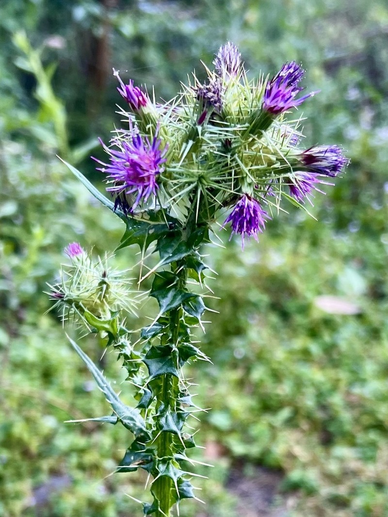 Afrocarduus leptacanthus photo 4