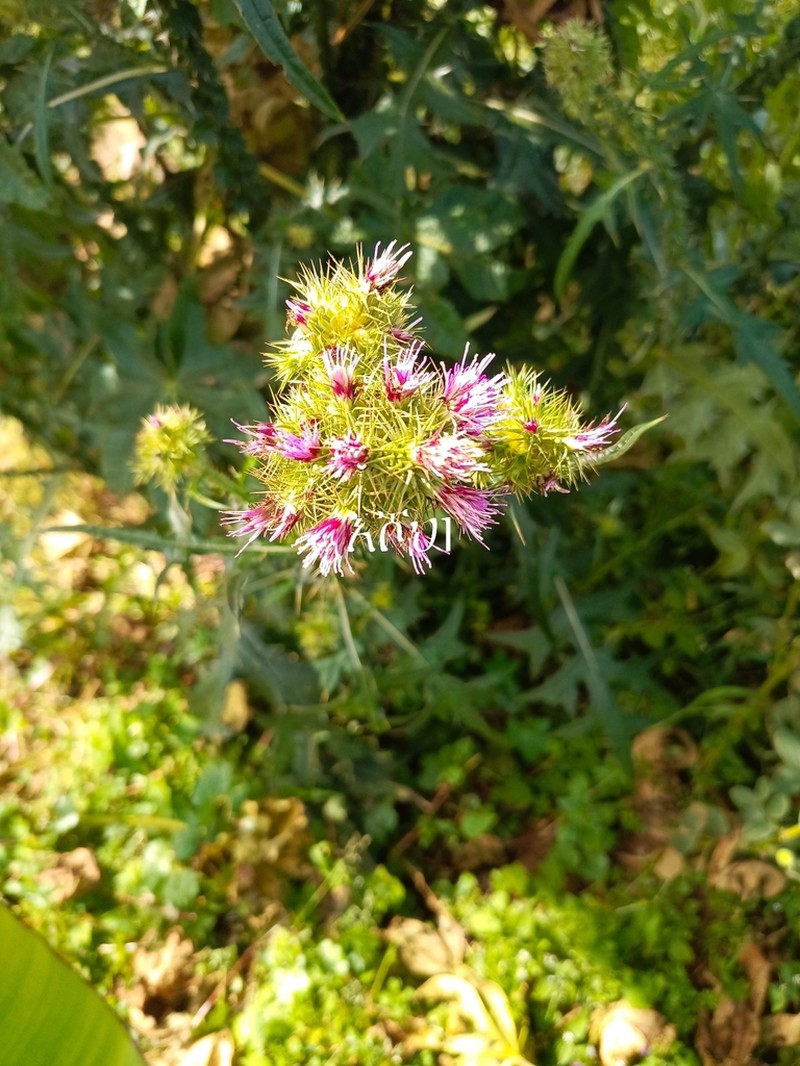 Afrocarduus leptacanthus photo 5