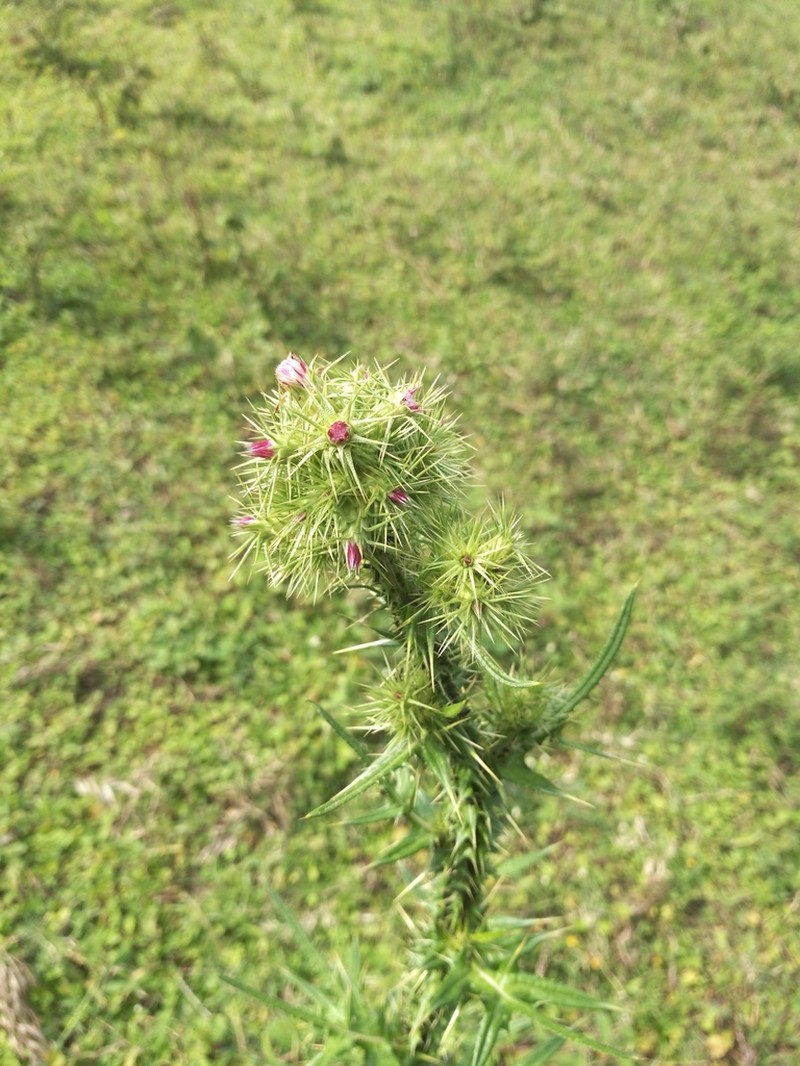Afrocarduus leptacanthus photo 6