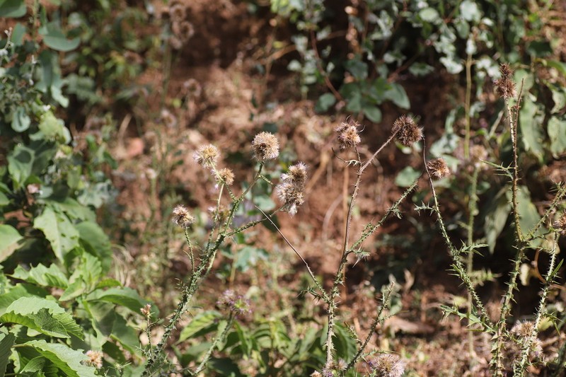 Afrocarduus leptacanthus photo 7