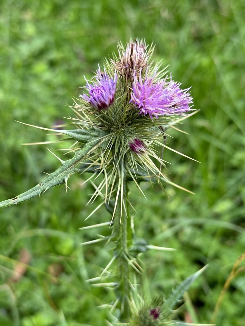 Afrocarduus leptacanthus photo 8