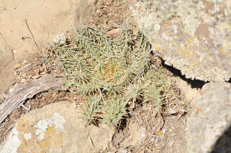 Afrocarduus macracanthus photo 4