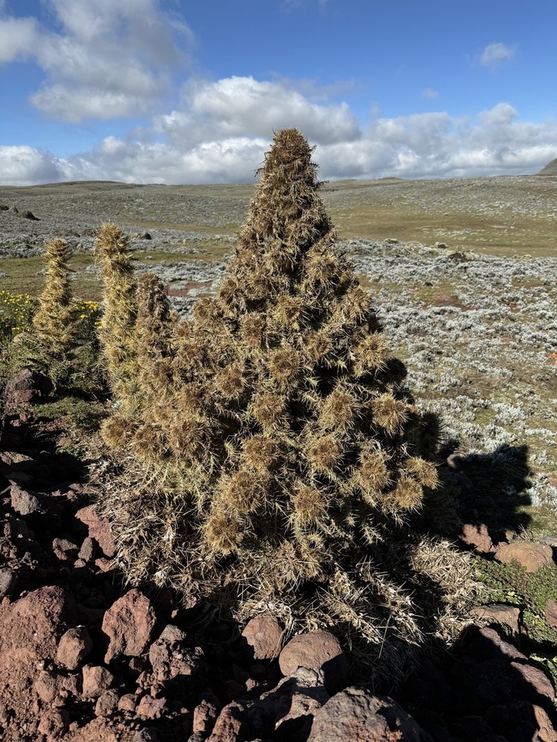Afrocarduus macracanthus