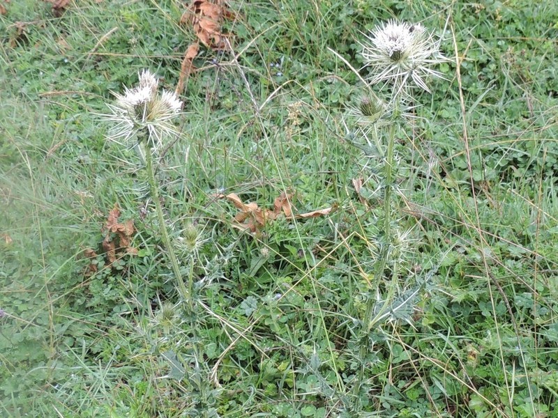 Afrocarduus macracanthus photo 2