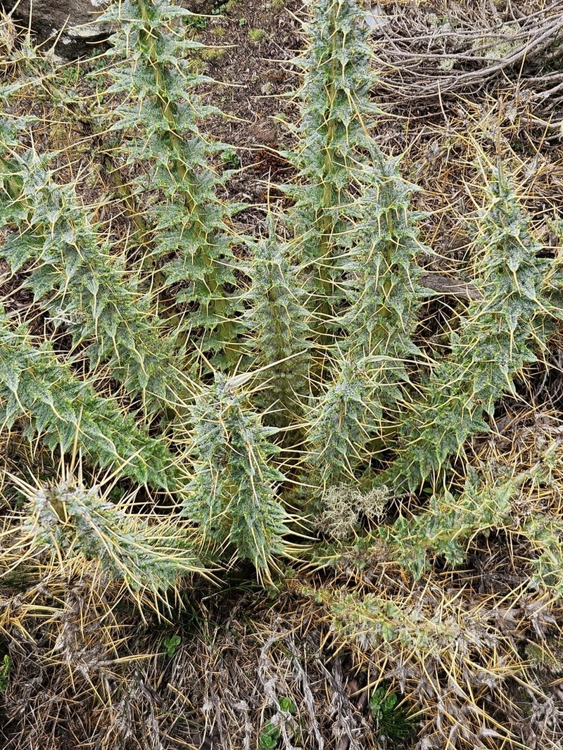 Afrocarduus macracanthus photo 3
