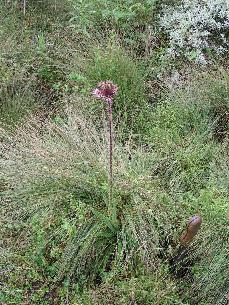 Afrocarduus millefolius