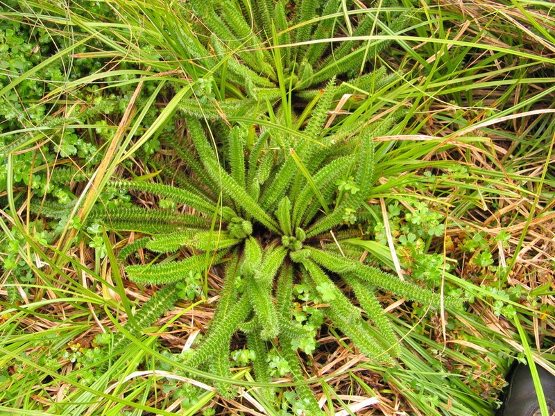 Afrocarduus millefolius photo 2