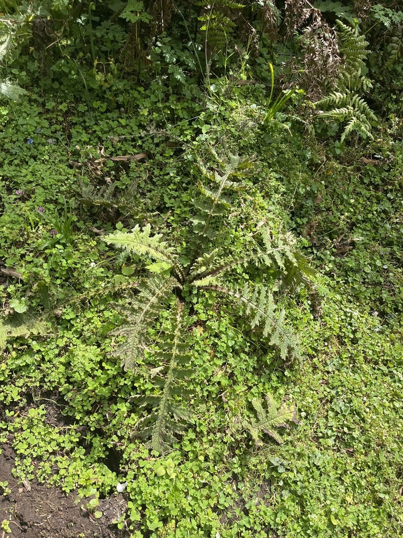Afrocarduus nyassanus