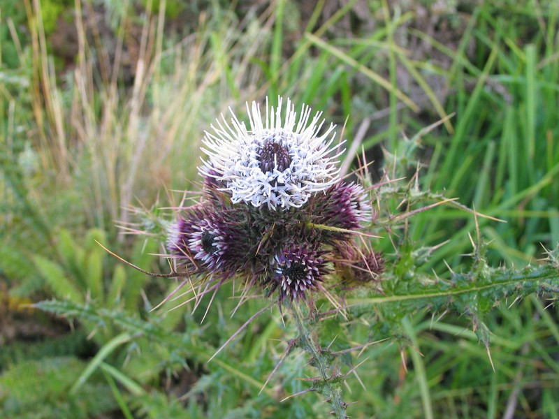 Afrocarduus nyassanus photo 2