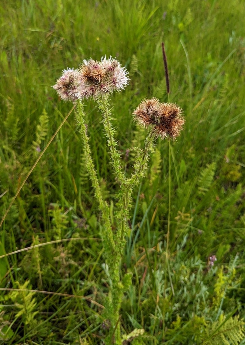 Afrocarduus nyassanus photo 3