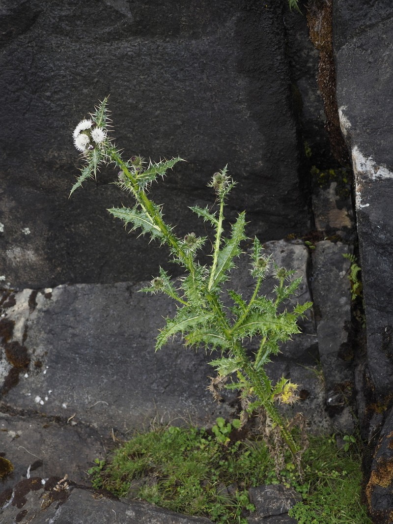 Afrocarduus nyassanus photo 4