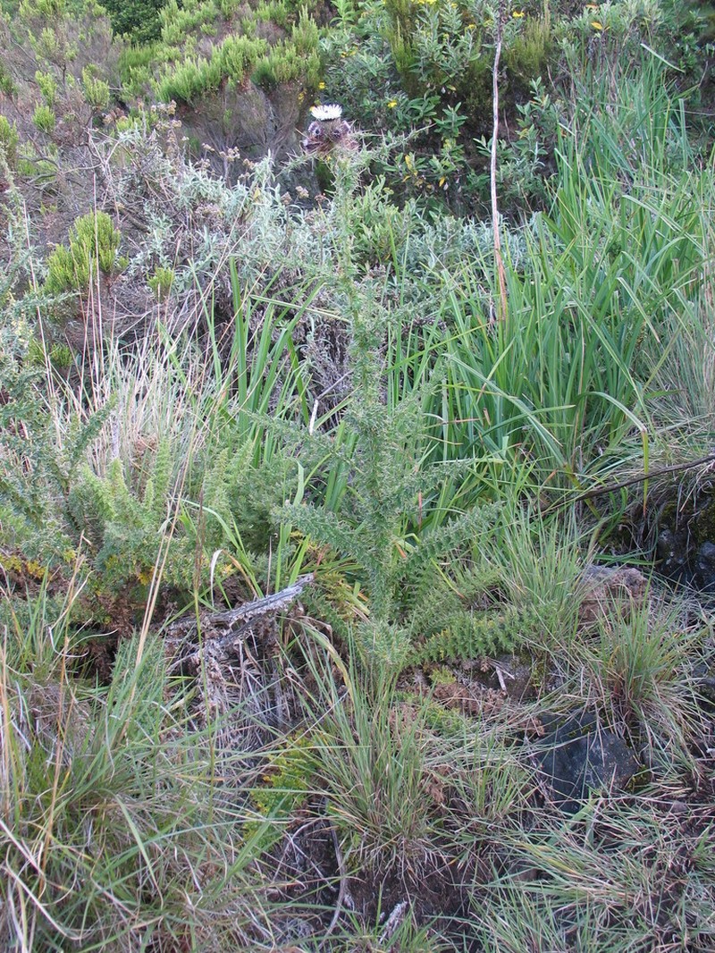 Afrocarduus nyassanus photo 5