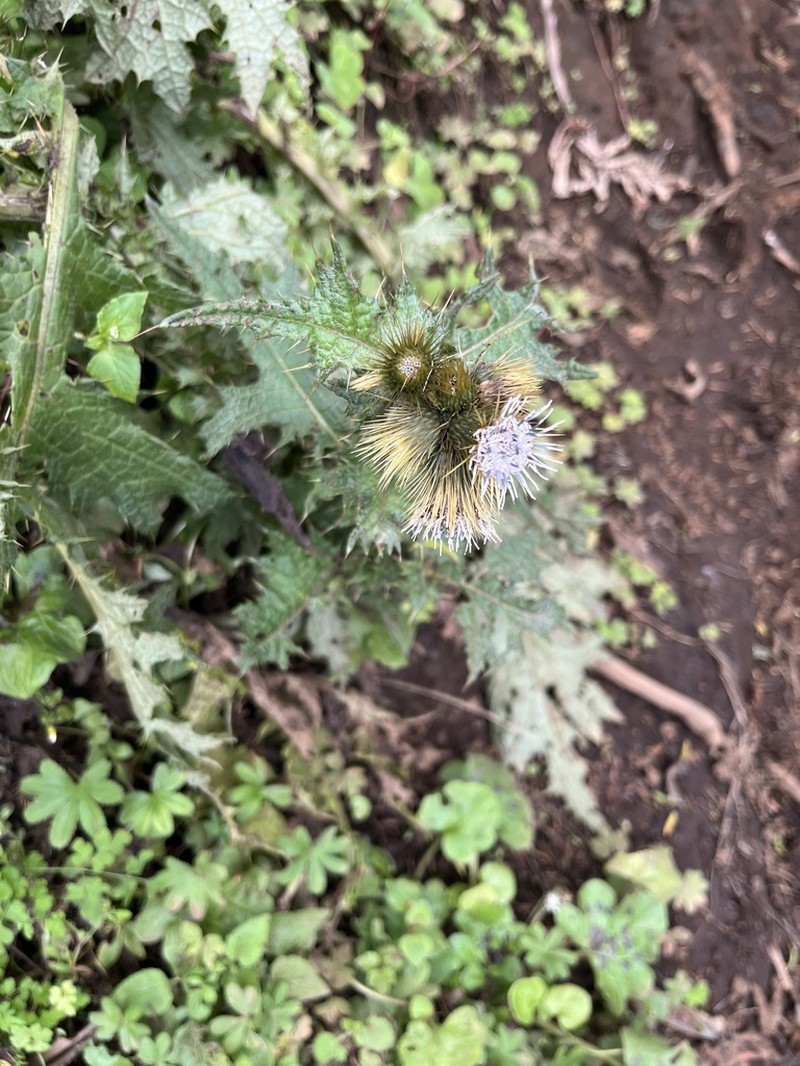 Afrocarduus nyassanus photo 6